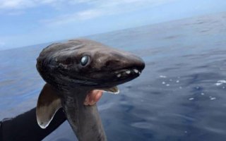 渔夫钓上一条很怪的奇鱼，凑近一看，差点