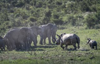 暖心！犀牛妈妈为?；ず⒆佑旅颓讼笕? />
          <h2>暖心！犀牛妈妈为保护孩子勇猛驱退象群</h2>
          </a>
          <p><span id=