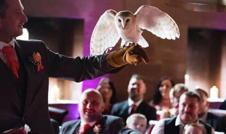 英新人雇猫头鹰传递戒指 伴郎意外遭其袭