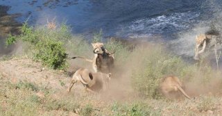 南非落单角马势单力薄遭四只饥饿母狮捕杀