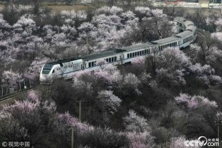 花海与列车春天相遇