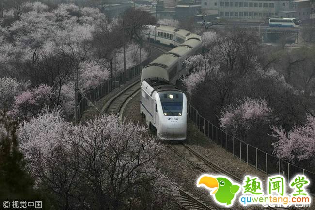 央视网消息：2018年3月27日，北京。随着气温的升高，当日昌平居庸关九仙庙沟谷的山桃花怒放，长城脚下再现“花?！庇肓谐迪嘤觯雷砣?。来源：视觉中国