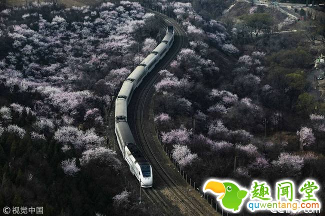 央视网消息：2018年3月27日，北京。随着气温的升高，当日昌平居庸关九仙庙沟谷的山桃花怒放，长城脚下再现“花?！庇肓谐迪嘤觯雷砣?。来源：视觉中国