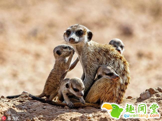 2018年4月4日报道，南非哈拉哈迪跨国公园，这位暖心的猫鼬保姆带着一群幼崽在外面玩耍，小心翼翼地照看它们。图片中，这只雄性猫鼬时而把小家伙们抱在怀里，时而趴在地上任小淘气们在它身上撒胡，时而又轻轻蹭其中一只小家伙的鼻子安慰它，在感知到危险后又慌忙把它们护到自己怀里，画面十分暖心。