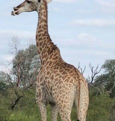 罕见！南非长颈鹿啃骨头惊呆拍摄者