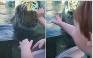 动物园老虎隔玻璃墙试图亲近婴儿 惹其咯