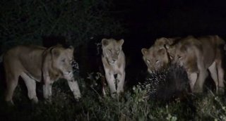 不可思议！ 非洲一豪猪只身吓跑七头饥饿