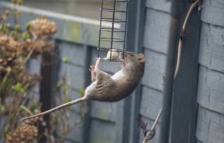 杂技鼠登?。∮⒁焕鲜蟮プπ罩侨∧袷? />
          <h2>杂技鼠登??！英一老鼠单爪悬空智取鸟食</h2>
          </a>
          <p><span id=