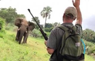 南非一野象欲袭击蜜月夫妇 被导游举手叫