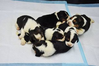 中国首批“试管狗”诞生 有望拯救濒危犬