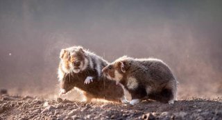 功夫老鼠！匈牙利公园两仓鼠沙土中搏斗