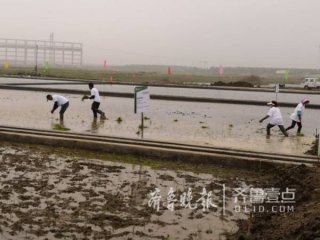 袁隆平海水稻国内外七地同时插秧 覆盖各